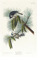 Mésange huppée - John James Audubon — weergave van het kunstwerk