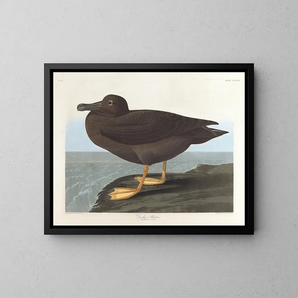Zwart Albatros - John James Audubon — ingelijst kunstwerk aan de muur