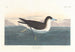 Zwarte Pijlstaart - John James Audubon — weergave van het kunstwerk