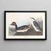 Zwarte kuifduiker - John James Audubon — ingelijst kunstwerk aan de muur