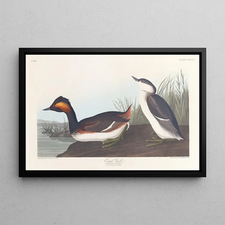 John James Audubon - Eared grebe.webp