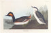 Zwarte kuifduiker - John James Audubon — weergave van het kunstwerk