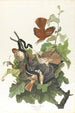 Grive fauve - John James Audubon — weergave van het kunstwerk