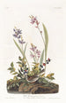 Bruant des champs - John James Audubon — weergave van het kunstwerk
