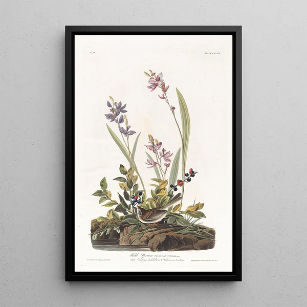 John James Audubon - Field sparrow.webp