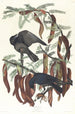 Corbeau poisson - John James Audubon — weergave van het kunstwerk