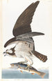 Zeearend - John James Audubon — weergave van het kunstwerk