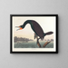 Cormoran de Floride - John James Audubon — ingelijst kunstwerk aan de muur