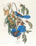Geai de Floride - John James Audubon — weergave van het kunstwerk