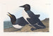 Guillemot insensé - John James Audubon — weergave van het kunstwerk