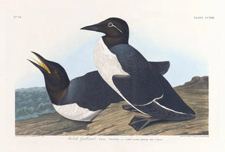John James Audubon - Foolish guillemot.webp