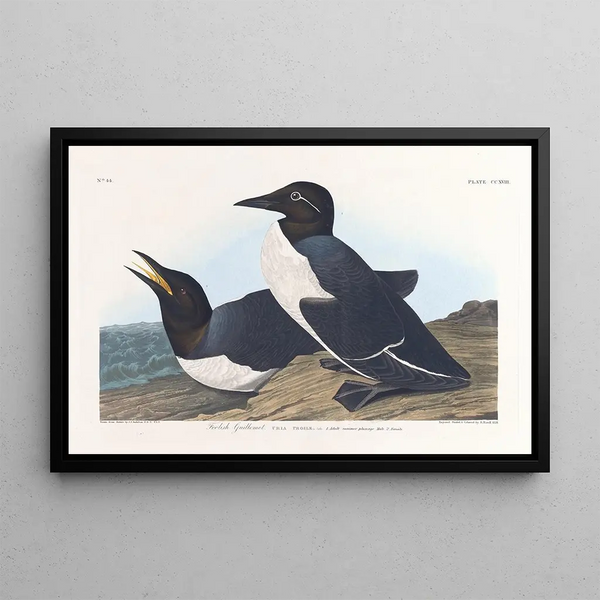 Guillemot insensé - John James Audubon — ingelijst kunstwerk aan de muur