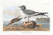 van de Zeekoet met gevorkeerde staart - John James Audubon — weergave van het kunstwerk
