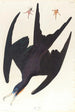 Frégate pélican - John James Audubon — weergave van het kunstwerk