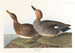 Eend Chipeau - John James Audubon — weergave van het kunstwerk