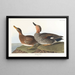 Eend Chipeau - John James Audubon — ingelijst kunstwerk aan de muur