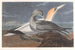 Fou de Bassan - John James Audubon — weergave van het kunstwerk