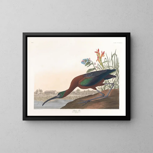Ibis falcinelle - John James Audubon — ingelijst kunstwerk aan de muur
