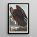Koninklijke adelaar - John James Audubon — ingelijst kunstwerk aan de muur