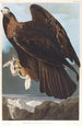 Koninklijke adelaar - John James Audubon — weergave van het kunstwerk