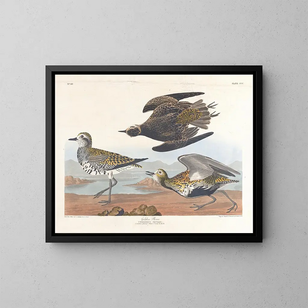 Goudplevier - John James Audubon — ingelijst kunstwerk aan de muur
