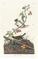 Paruline à couronne dorée - John James Audubon — weergave van het kunstwerk