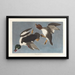 Garrot à œil d'or, Fuligula clangula - John James Audubon — ingelijst kunstwerk aan de muur