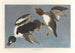 Garrot à œil d'or, Fuligula clangula - John James Audubon — weergave van het kunstwerk