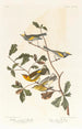 Paruline à ailes dorées - John James Audubon — weergave van het kunstwerk