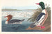 Harle bièvre - John James Audubon — weergave van het kunstwerk