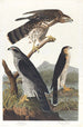 Autour des palombes - John James Audubon — weergave van het kunstwerk