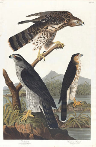 John James Audubon - Goshawk Stanley hawk.webp