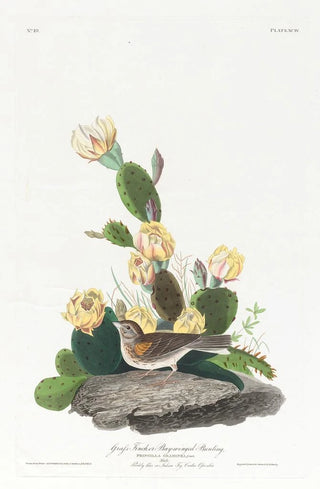 John James Audubon - Grass finch or baywinged bunting.webp