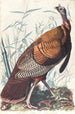 Groot Amerikaanse haan - John James Audubon — weergave van het kunstwerk