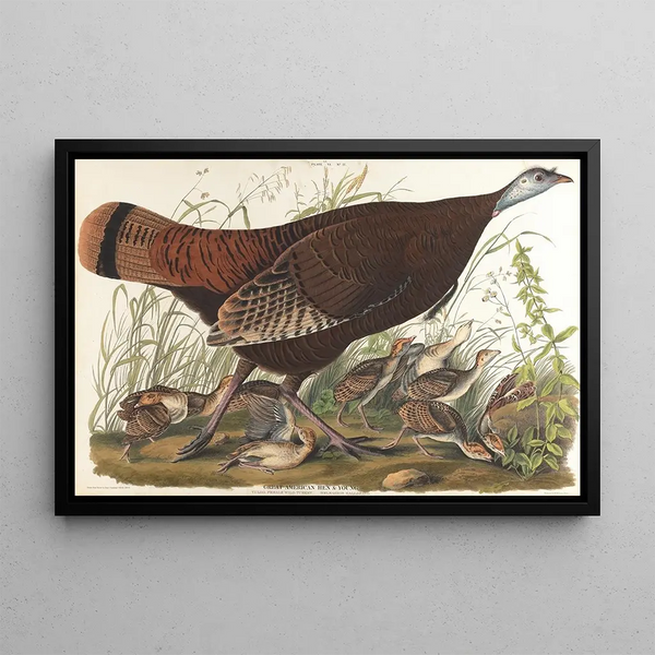 Groot Amerikaans kip schilderij, jong - John James Audubon — ingelijst kunstwerk aan de muur