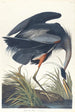 Grote blauwe reiger - John James Audubon — weergave van het kunstwerk