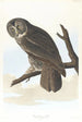 Grote uil - John James Audubon — weergave van het kunstwerk