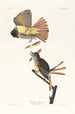Tyran huppé - John James Audubon — weergave van het kunstwerk