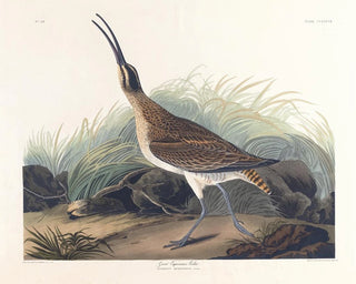 Grote ijsvogel - John James Audubon — weergave van het kunstwerk