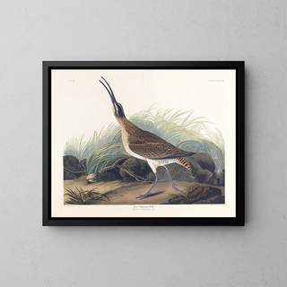 Grote ijsvogel - John James Audubon — ingelijst kunstwerk aan de muur