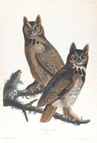 John James Audubon - Great hornedowl.webp