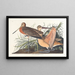 Groot marmerachtig schip schilderij - John James Audubon — ingelijst kunstwerk aan de muur