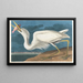 Grote witte reiger - John James Audubon — ingelijst kunstwerk aan de muur