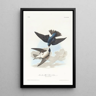 John James Audubon - Greenblue or white bellied swallow.webp