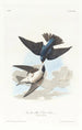 Hirondelle à ventre blanc - John James Audubon — weergave van het kunstwerk