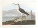Zwarte staartboot - John James Audubon — weergave van het kunstwerk