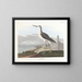Zwarte staartboot - John James Audubon — ingelijst kunstwerk aan de muur