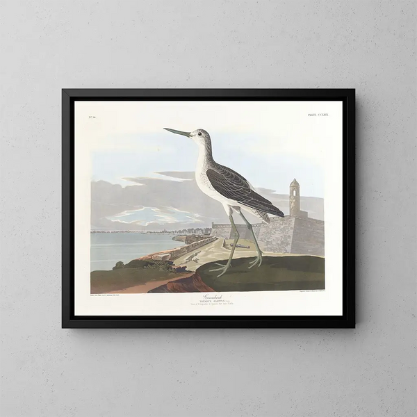 Zwarte staartboot - John James Audubon — ingelijst kunstwerk aan de muur