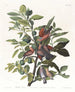 Colombe terrestre - John James Audubon — weergave van het kunstwerk