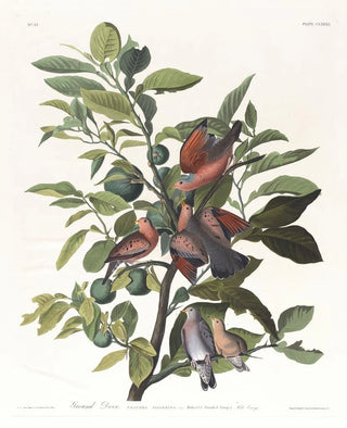 John James Audubon - Ground dove.webp